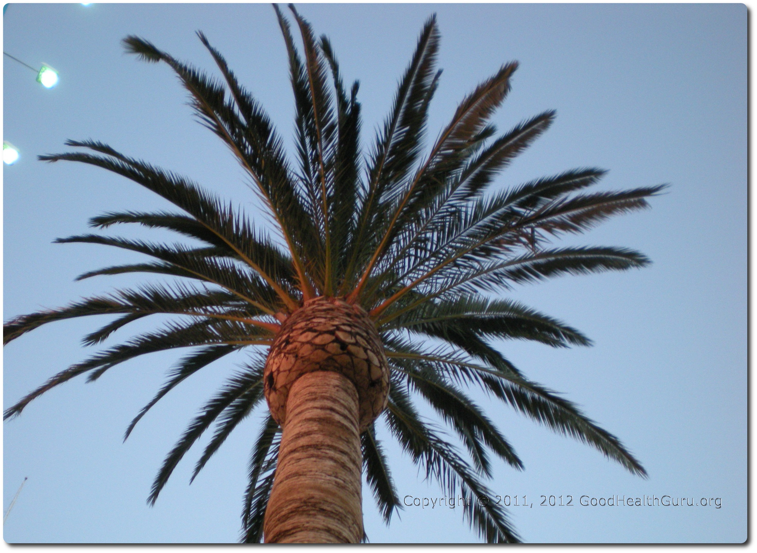 Image of Tall Palm Tree