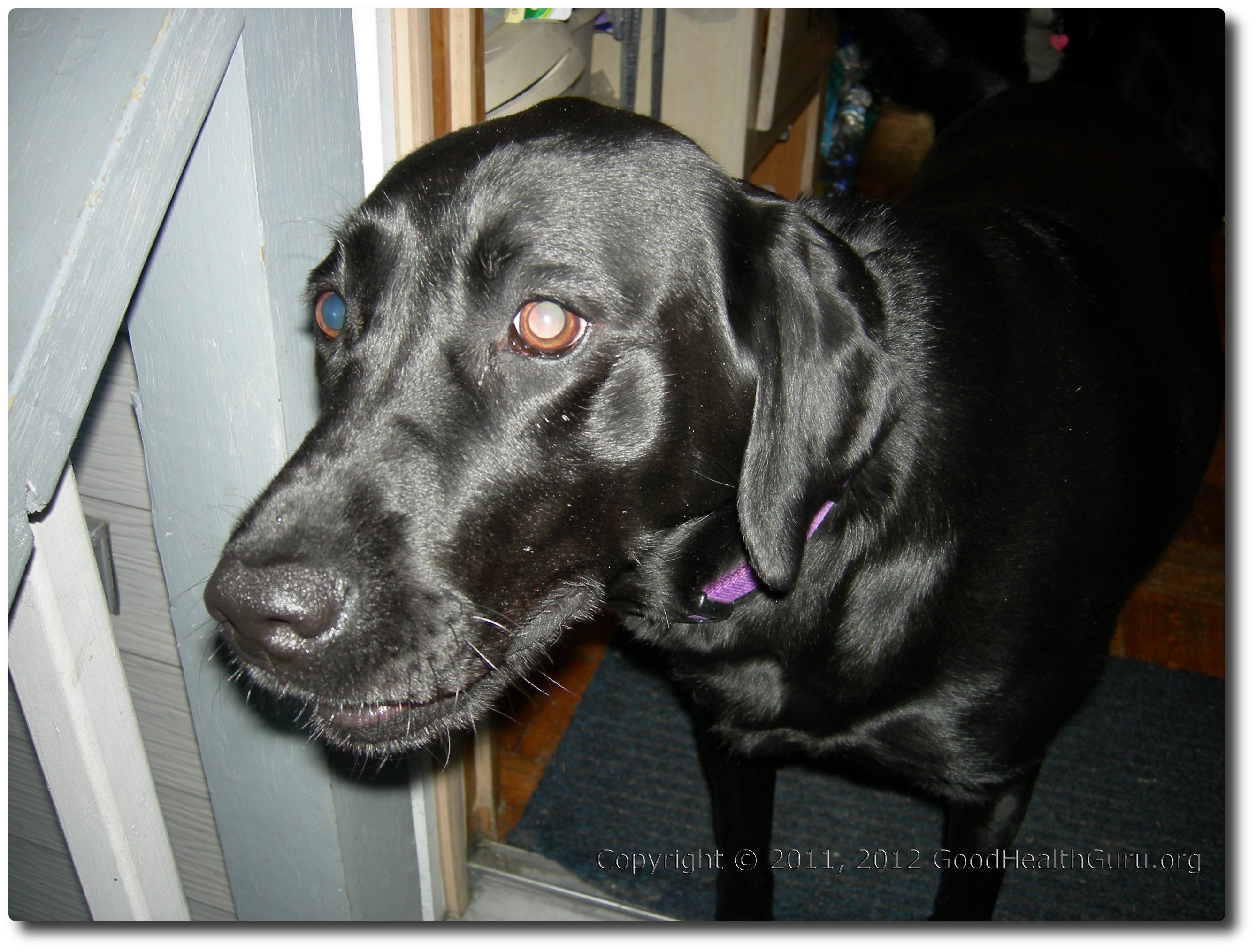 Image of Black Lab
